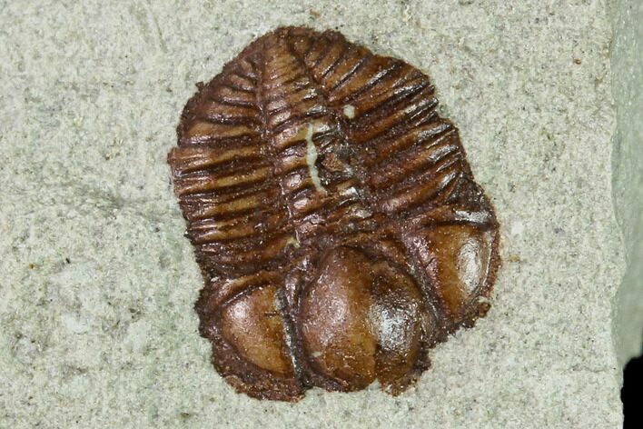 Ordovician Trilobite (Ampyxina) Fossil - Missouri #137232
